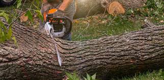 Best Arborist Consultation Services  in Milan, IN