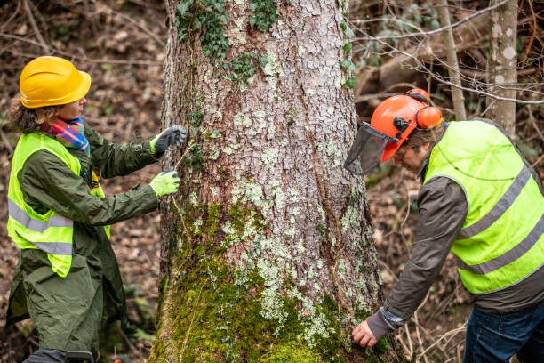 Best Tree Mulching  in Milan, IN