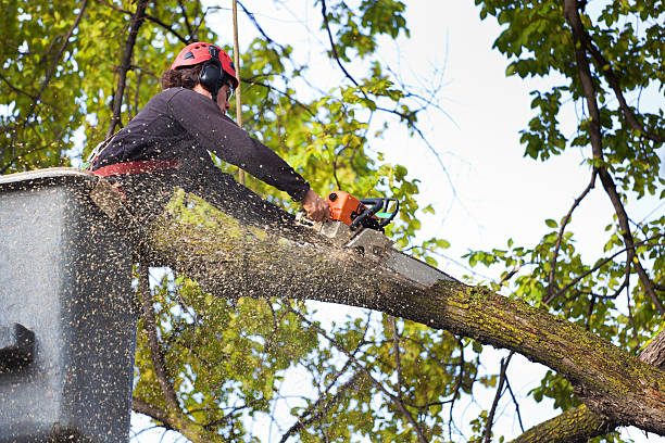 Best Hazardous Tree Removal  in Milan, IN